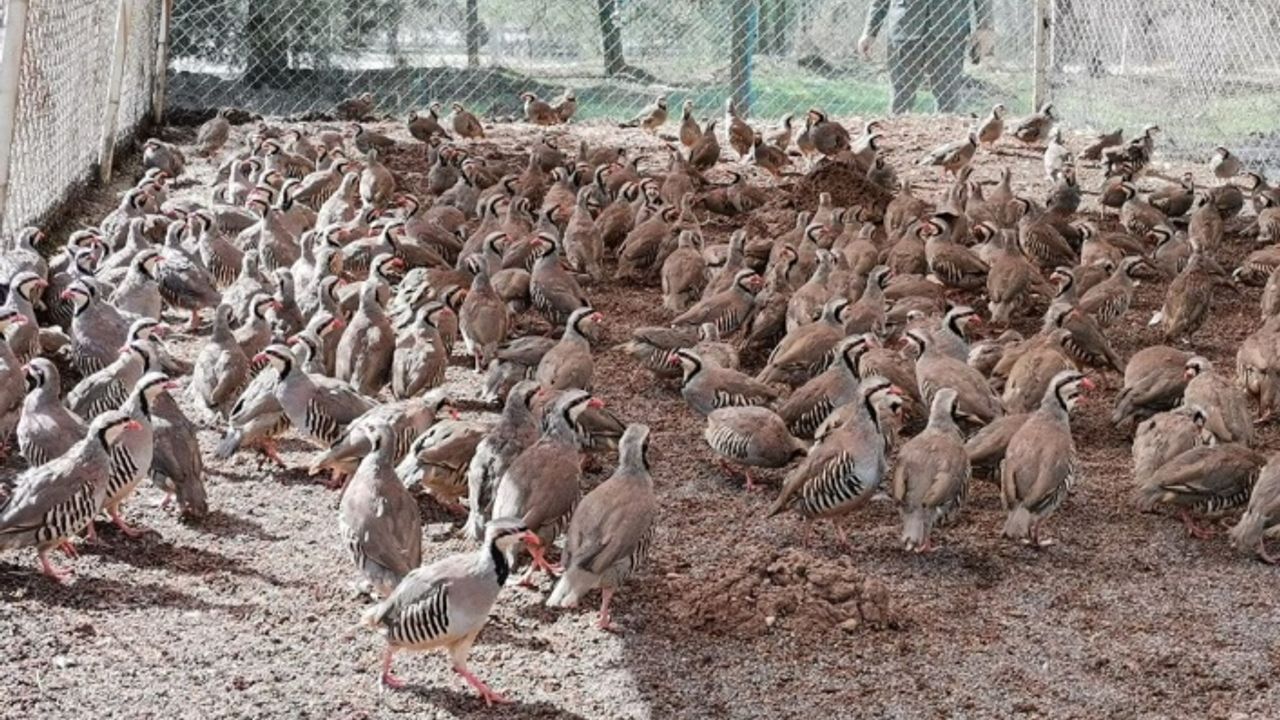 Kahramanmaraş’ta 15 bin kınalı keklik üretildi  