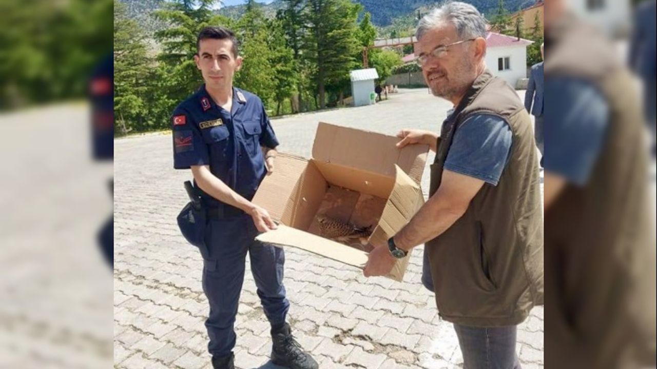 Yaralı kerkenez yavrusuna jandarma sahip çıktı   