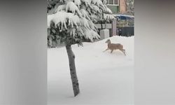 Nurhak’ta aç kalan dağ keçisi şehir merkezine indi 