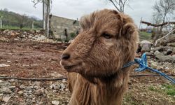 Kınalı keçi 47'nci günde enkazdan sağ çıktı