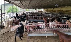 Kahramanmaraş’ta keçi üretimi yeniden başladı  