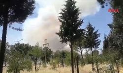 Kahramanmaraş'ta orman yangını 