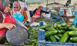 Kahramanmaraş'ta Salatalık Hasadı Başladı: 35 Bin Ton Rekolte Bekleniyor