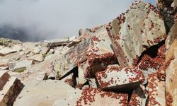 Kahramanmaraş’ta Uludaz Tepesinde Uğur Böcekleri Fotoğraflandı