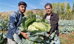 Kahramanmaraş'ta Dev Lahana Hasadında Rekor