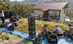 Kahramanmaraş’tan Ortadoğu’ya 5 Bin Ton Ayva İhracatı