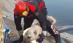 Kahramanmaraş’ta su kanalına düşen köpeğin imdadına itfaiye ekipleri yetişti