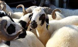 Kahramanmaraş’ta Kurbanlık Hayvan Satış Fiyatları Belirlendi