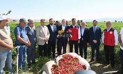 Coğrafi İşaretli Maraş Biberi Hasadı Başladı…