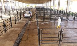 Canlı Hayvan Pazarı’nda Halk Sağlığı İçin Kapsamlı Çalışma