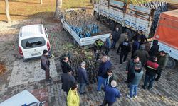 Bin 500 Üreticiye 193 Bin Adet Fidan Desteği