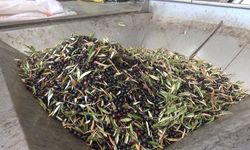 Kahramanmaraş’ta 5 Bin Ton Sızma Zeytinyağı Üretildi