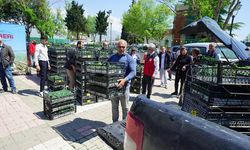 Üreticiye 650 Bin Hibe Biber Fidesi!