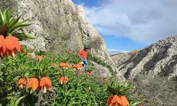 Kahramanmaraş’ta ters laleler doğaseverleri büyülüyor