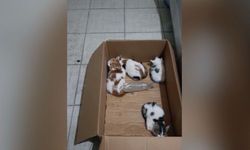 Kahramanmaraş’ta yavru kediler için itfaiye ekipleri seferber oldu