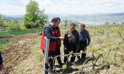 Bertiz’de Kabarcık Üzümüne Doğal Koruma Hamlesi