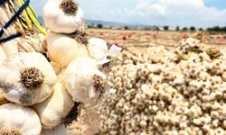 Kahramanmaraş’ta sarımsak hasadı başladı