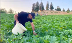 Bertiz’de Kabak Hasadı Tarlalarda Başladı
