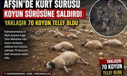Afşin’de kurt sürüsü koyun sürüsüne saldırdı