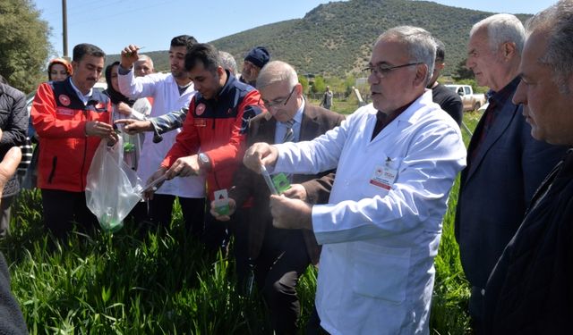 Biyolojik Mücadele ile Süne Zararlısına Karşı Önemli Adım