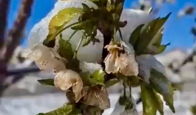 Kahramanmaraş’ta meyve ağaçları buz kesti