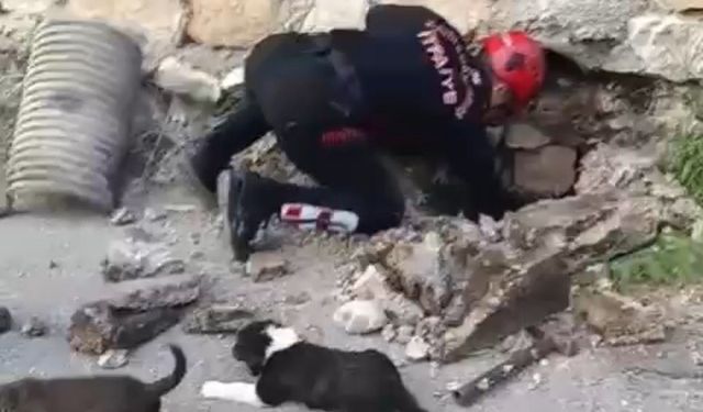 Kahramanmaraş’ta Su Giderine Sıkışan Köpek Yavruları Kurtarıldı