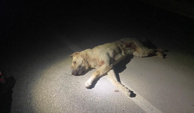 Kahramanmaraş’ta köpekleri zehirlediği iddiasıyla gözaltına alındı