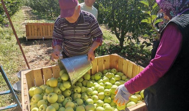 Kahramanmaraş'ta 60 Bin Ton Elma Rekoltesi Bekleniyor