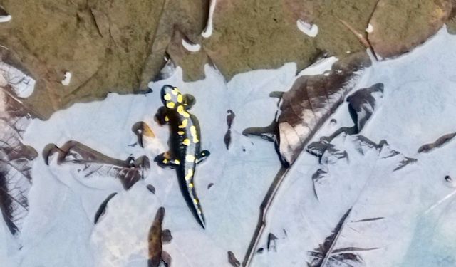 Kahramanmaraş’ta Nesli Tehlike Altındaki Anadolu Semenderleri Havuzda Görüntülendi