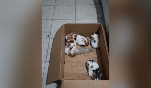 Kahramanmaraş’ta yavru kediler için itfaiye ekipleri seferber oldu