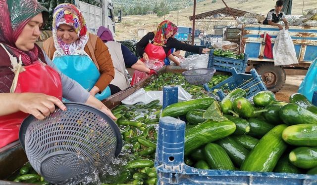Kahramanmaraş'ta Salatalık Hasadı Başladı: 35 Bin Ton Rekolte Bekleniyor