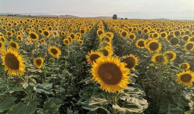 Kahramanmaraş'ta manzara hayran bıraktı