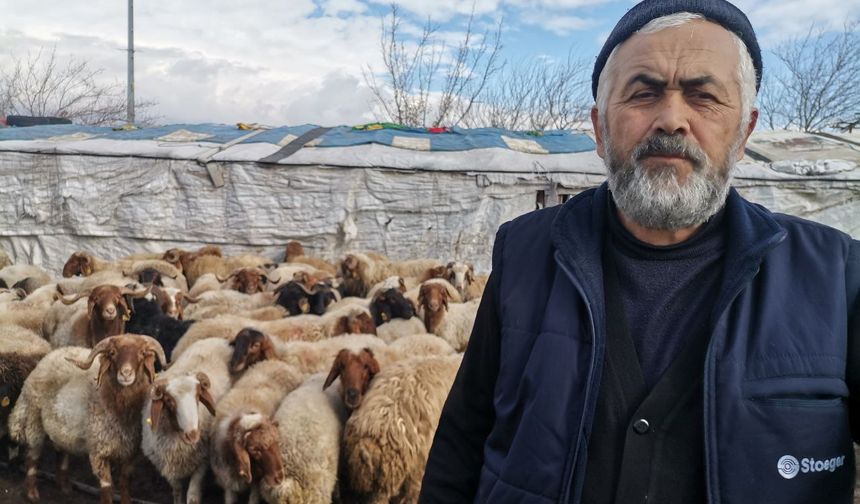 Kahramanmaraş’ta 30 bin lira ücretle çoban arıyor