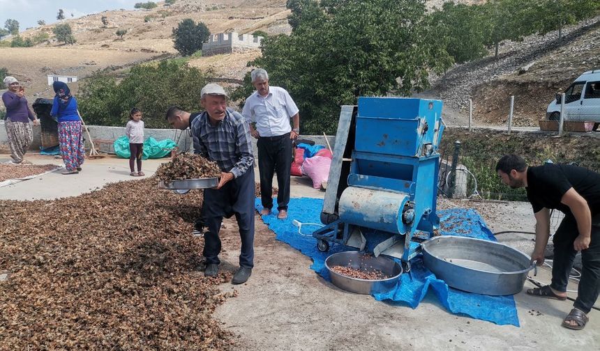 Kahramanmaraş’ta fındık yeni gelir kapısı oldu