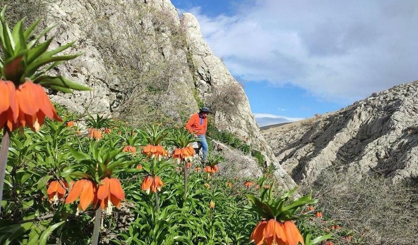 Kahramanmaraş’ta ters laleler doğaseverleri büyülüyor