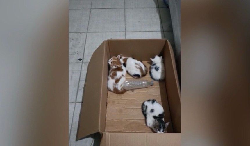 Kahramanmaraş’ta yavru kediler için itfaiye ekipleri seferber oldu