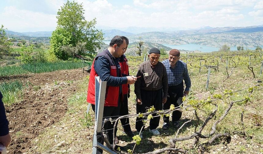 Bertiz’de Kabarcık Üzümüne Doğal Koruma Hamlesi