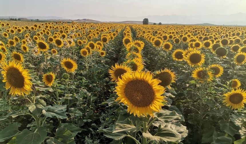 Kahramanmaraş'ta manzara hayran bıraktı