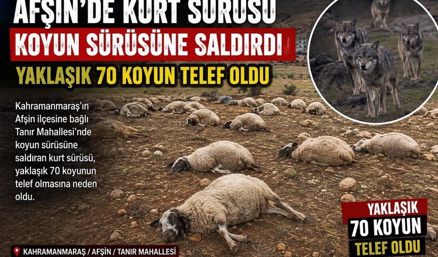 Afşin’de kurt sürüsü koyun sürüsüne saldırdı